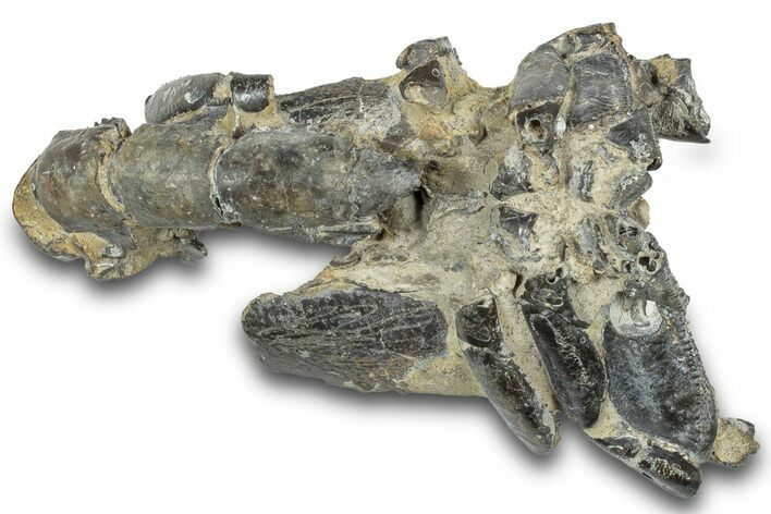 Fossil Mud Lobster (Thalassina) - Gunn Poin, Australia #307721